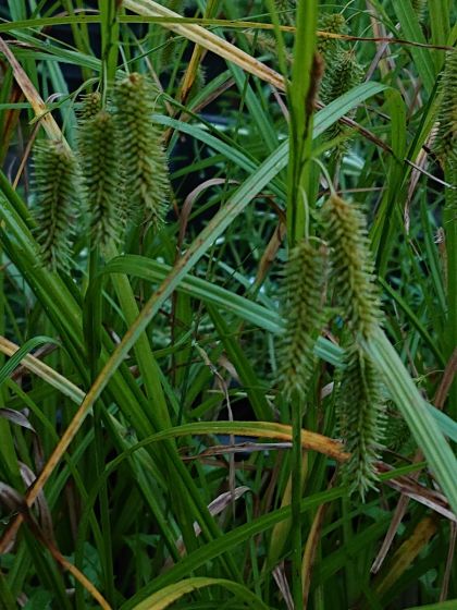 Carex pseudocyperus